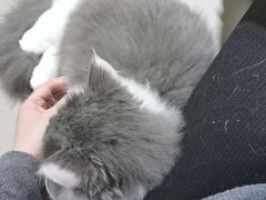 -猫腻·猫咖·撸猫馆(星光大道店)