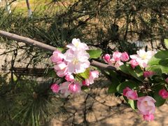 -大兴滨河森林公园