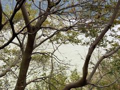 -羚羊峡古栈道森林公园