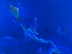 -烟台海昌鲸鲨海洋公园