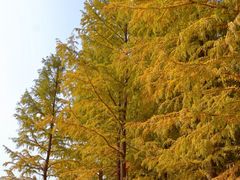 -昆山城市生态森林公园