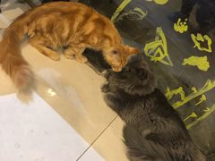 -平行世界·猫咖(首经贸店)