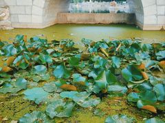 -莲湖公园
