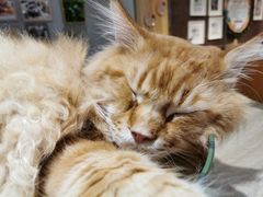 -藏猫猫咖啡主题馆(中央大道店)