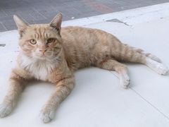 -阿叶羊杂碎(前进街店)