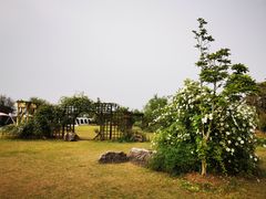 -鹅湖玫瑰文化园