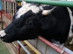 -南宫五洲植物乐园