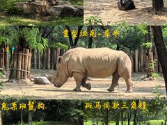 -北京野生动物园