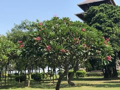 -大湾区中央湿地公园