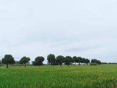 -七的湖·晚芳亭·阳澄湖农家菜·大闸蟹(莲花岛店)