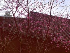 -杭州半山国家森林公园