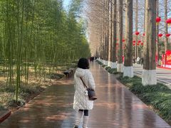 -黄海国家森林公园