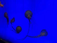 -上海海洋水族馆