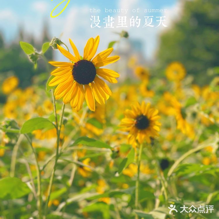 市中心的“向日葵”花田真的是🌻吗？