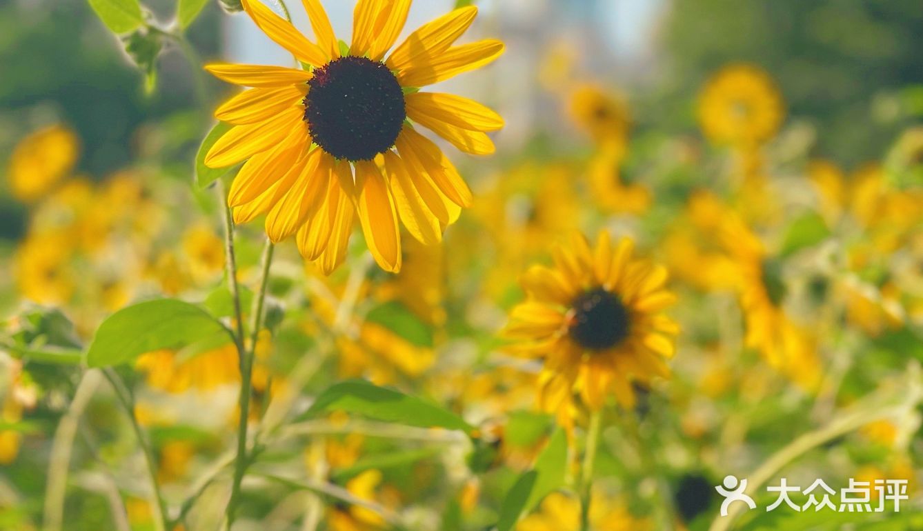 市中心的“向日葵”花田真的是🌻吗？