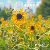 市中心的“向日葵”花田真的是🌻吗？