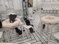 -白夜2D咖啡馆