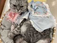 -共舞时光猫咖·狗咖(新街口店)