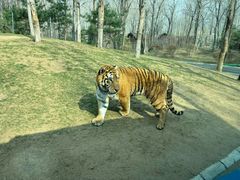 -北京野生动物园