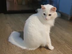-猫咪咖啡·猫咖(万达广场店)