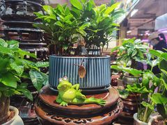 -花鸟鱼虫鲜花绿植市场(玉泉路店)