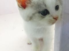-喵的天空名猫咖啡馆·撸猫·猫舍·用品