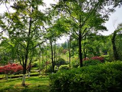 -铁山坪森林公园