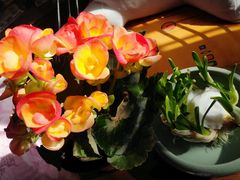 -龙大花卉苗木市场