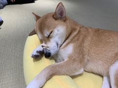 -逗柴咖啡屋·狗咖猫咖宠物桌游
