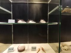 -广东惠东海龟国家级自然保护区