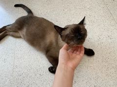 -飞行喵MR PILOT|猫舍·猫咖(静安大融城店)