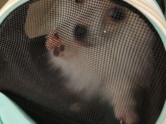 -瑞派·关忠动物医院·猫专科·犬专科(三环新城店)