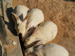 -石家庄市动物园