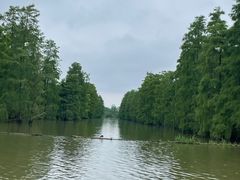 -池杉湖湿地公园