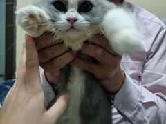 -lincat·猫舍(广州店)