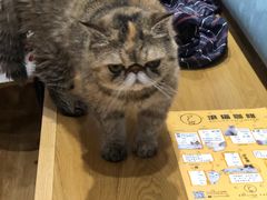 -滚猫咖啡·猫咖·猫友好撸猫(未来城店)