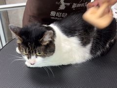 -瑞鹏宠物医院·骨外科·心肾科·肿瘤科(九亭店)