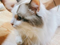 -白兔子密室(长寿路店)