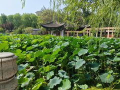 -莲湖公园