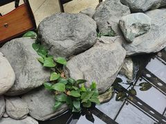 -顺峰·粤菜海鲜·早茶自助(阜成店)