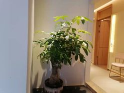 -苑苑vbeauty科技美容SPA