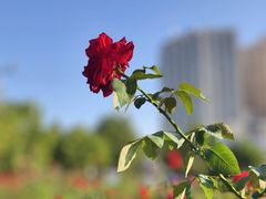 -滨河世纪广场公园
