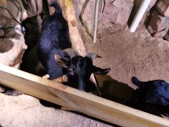 -正佳雨林生态植物园