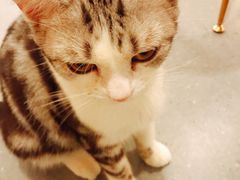 -飞行喵MR PILOT|猫舍·猫咖(静安大融城店)