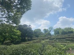 -树山生态村