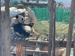 -西霞口神雕山野生动物世界