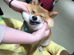-逗柴咖啡屋·狗咖猫咖宠物桌游