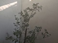 -北京国子监胡同