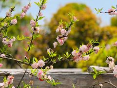 -南汇桃花村