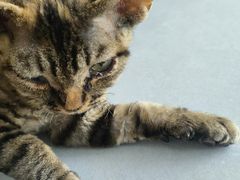-伟伟宠物医院·CT影像中心·瑞派犬猫综合性门诊(汉口总院)